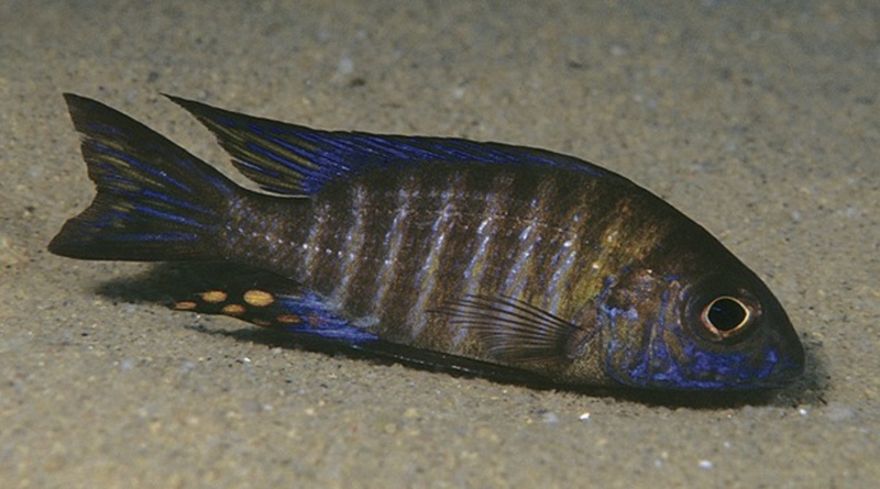 Aulonocara ethelwynnae 'Mdoka'